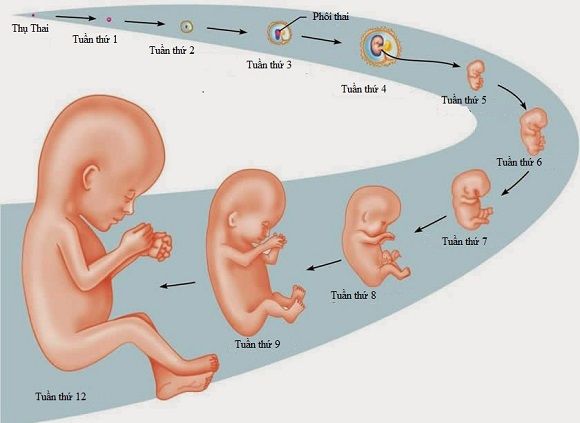 Sự phát triển của thai nhi phần 1